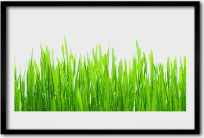 Produktbild von Bild 60x40 MDF-Rahmen Wandkunst Gras Natur Pflanze