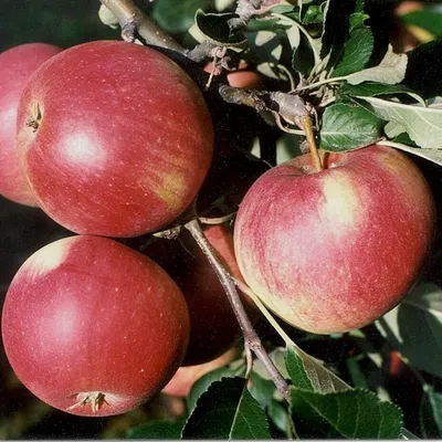 Produktbild von Roter James Grieve Sommerapfel Buschbaum Topfballen M7