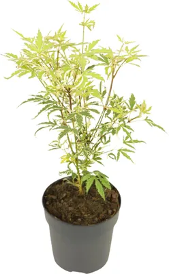 Zdjęcie produktu dla Klon japoński - Acer palmatum 'Butterfly' - Wysokość 25-40cm - ø10,5cm