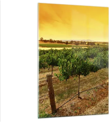 Produktbild von Bilder auf glas - Einteilig - Landschaft Weinberg Sonnenuntergang - 80x120cm - Glasbilder - Wandbilder - Bilder - Wanddekoration aus Glas - Glas Bilder - Wandbild auf Glas - GPA80x120-0116