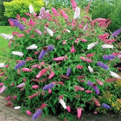 Immagine prodotto di set di 3 cespugli di farfalle/buddleja/lillà estivi, profumati e resistenti all'inverno | White Profusion + Empire Blue + Pink Delight | 3 vasi da 2 litri