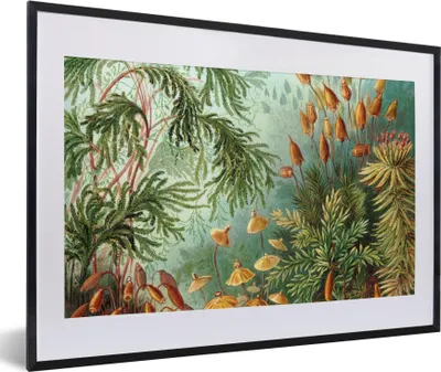 Produktbild von MuchoWow® Gerahmtes Poster Alte Meister - Kunst - Muscinae - Haeckel 60x40 cm - Poster mit Schwarzem Bilderrahmen Wandposter Rahmen Foto Bilder - Schlafzimmer - Plakat in Rahmen - Drucken