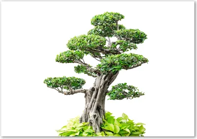 Produktbild von Tulup® Leinwandbild - 100x70 cm - Wandkunst - Drucke auf Leinwand - Leinwanddruck  - Blumen & Pflanzen - Grün - Bonsai-Baum