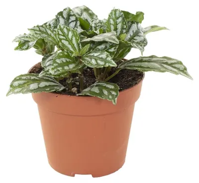 Productafbeelding van JUNAVERA Pilea cadierei terrariumplant en kamerplant | 8,5 cm pot | 12 cm hoog