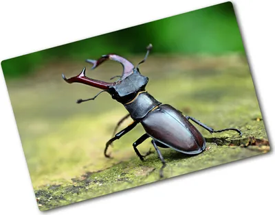 Produktbild von Tulup Glas Herdabdeckplatte - 80x52 cm - Glaskeramikkochfeld-Abdeckung Spritzschutz Glasabdeckplatte - Einteilig - Tiere - Käfer - Braun