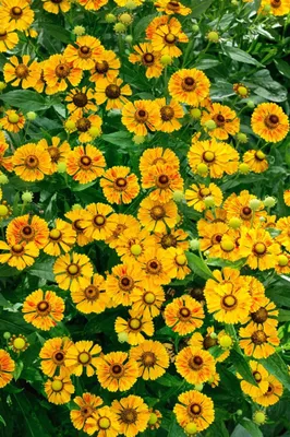 Produktbild von Helenium x cult. 'Rauchtopas', Sonnenbraut, orange-rot, ca. 11x11 cm Topf