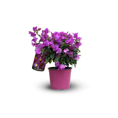 Image de Bougainvillier touffe - plante fleurie - ↕ 40-50 cm - ⌀ 17 cm - plante d'extérieur