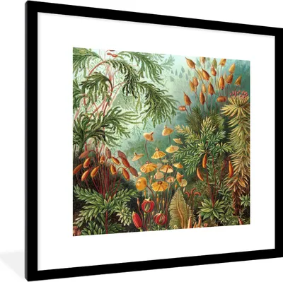 Produktbild von MuchoWow® Gerahmtes Poster Alte Meister - Kunst - Muscinae - Haeckel 40x40 cm - Poster mit Schwarzem Bilderrahmen Wandposter Rahmen Foto Bilder - Poster - Plakat im Rahmen
