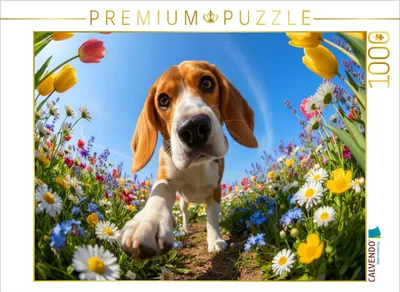 Produktbild von CALVENDO Puzzle Beagle | 1000 Teile Lege-Größe 64x48cm Foto-Puzzle für glückliche Stunden