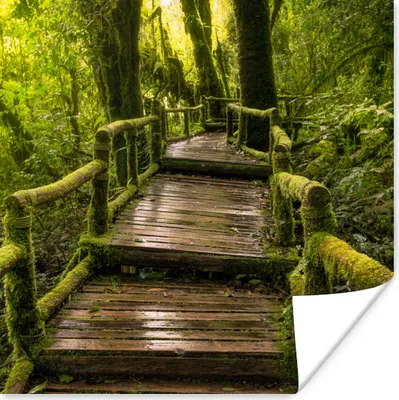 Produktbild von MuchoWow® Poster Schöner Regenwald und Dschungel 75x75 cm - Wand Dekoration