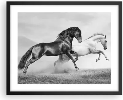 Produktbild von Gerahmtes Poster - Schwarzer Rahmen - Pferde Tiere Galopp Wiese - 50x40 cm - Wand Bild - Wanddeko - Wandbilder - Wandposter - Bilderrahmen - Bilder - Kunstdruck - Wandbild - P2BAA50x40-2683