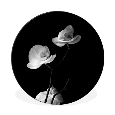 Produktbild von MuchoWow® Aluminium Wandkreis Orchidee - Blumen - Schwarz - Weiß - Stilleben Ø 60 cm Wanddeko Modern Wohnzimmer - Wand Kreis - Wandbild - Schlafzimmer - Aluminium Bild - Kinderzimmer - Wohnzimmer Dekoration - Wandschmuck