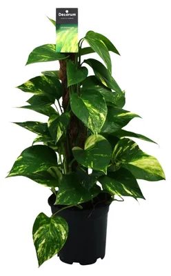 Image de Scindapsus (Epipremnum) - 40-50cm - Ø15cm - Plante d'intérieur - Vert persistant