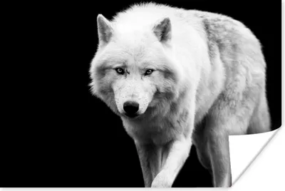 Produktbild von MuchoWow® Poster Wolf - Tier - Schwarz - Weiß 60x40 cm - Schlafzimmerdekoration