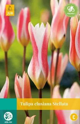 Productafbeelding van Tulipa clusiana Stellata JUB, 10 bloembollen