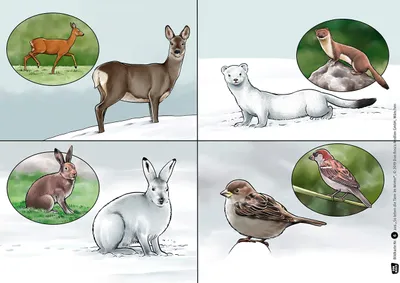 Image de So leben die Tiere im Winter. Kamishibai Bildkartenset.