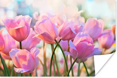 Produktbild von MuchoWow® Poster Tulpen - Rosa - Frühling 60x40 cm - Schlafzimmerdekoration