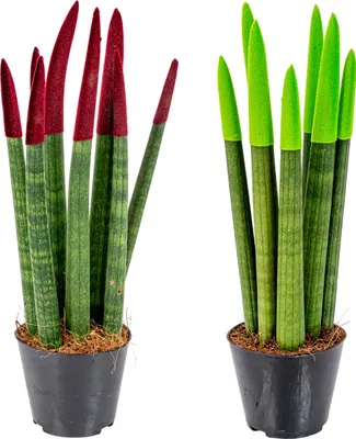 Image de Bloomique - Lot de 2 - Sansevieria Velvet Touch - Langue de belle-mère - Plantes d’intérieur - Dépolluantes - Très facile à entretenir - Hauteur 20-30 cm - Pot 9 cm