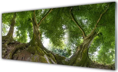 Produktbild von Acrylglasbilder 125x50 Wandbild Druck Bäume Natur