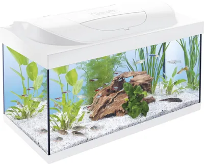 Produktbild von Tetra Aquarium Starter Line LED 54 L weiß