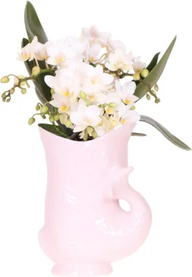 Immagine prodotto di Orchidea bianca Nazaré - Ø9cm - Pianta da appartamento in un vaso a forma di