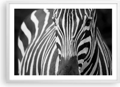 Produktbild von Gerahmtes Poster - Weißer Rahmen - Tiere Zebra gestreift - 70x50 cm - Wand Bild - Wanddeko - Wandbilder - Kunstposter - Wandposter - Bilderrahmen - Bilder - Kunstdruck - Wandbild - P2WAA70x50-2254