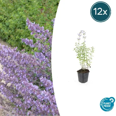 Image de Nepeta 'Walker's Low' | 12 pièces - 10-25cm - Ø9cm - Plante de jardin