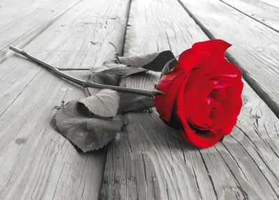 Image de Sanders & Sanders Poster Rose Gris et rouge - 600691 - 160 x 110 cm
