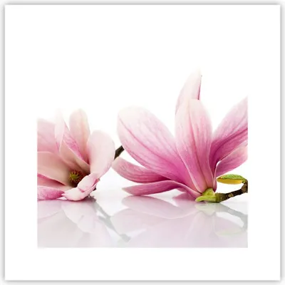 Produktbild von Poster - Poster ohne Rahmen - Magnolie blume natur pflanze - 30x30 cm - Wand Bild - Wanddeko - Wandbilder - Kunstposter - Wandposter - Bilder - Kunstdruck - Wanddekoration - Wandbild - P2XAC30x30-2641