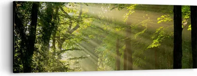 Produktbild von Bild auf Leinwand - Leinwandbild - Wald Baum Natur - 90x30cm - Wand Bild - Wanddeko - Wandbilder - Leinwanddruck - Bilder - Kunstdruck - Wanddekoration - Leinwand bilder - Wandkunst - AB90x30-3661