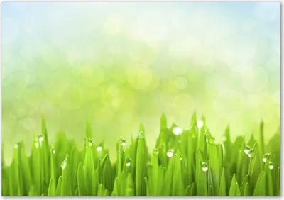 Produktbild von Tulup® Glas-Bild - 100 x 70 - Wandbild aus Glas - Wandkunst - Wandbild hinter gehärtetem Sicherheitsglas - Blumen & Pflanzen - Gras - Grün