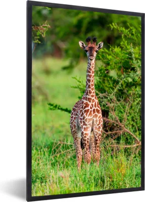 Produktbild von MuchoWow® MuchoWow® Gerahmtes Poster Baby - Giraffe - Pflanzen 40x60 cm - Poster mit zchwarzem Bilderrahmen - Papierdruck - Wandbilder