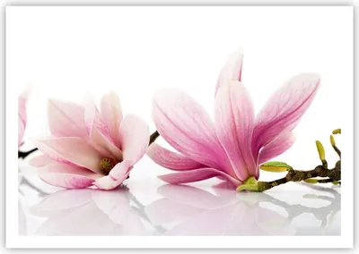 Produktbild von Poster - Poster ohne Rahmen - Magnolie blume natur pflanze - 100x70 cm - Wand Bild - Wanddeko - Wandbilder - Kunstposter - Wandposter - Bilder - Kunstdruck - Wandbild - P2XAA100x70-2641