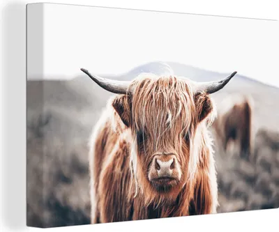 Produktbild von OneMillionCanvasses® - Leinwandbilder - 150x100 cm, Schottisches Hochlandrind - Berg - Hoorn, Wandbilder Wohnzimmer Hochland Rind - Tier Wanddekoration - Hochland Rind - Kuh - Gemälde auf Holzrahmen