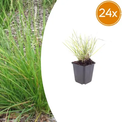 Immagine prodotto di Sesleria autumnalis | 24 pezzi - 10-25cm - Ø9cm - Pianta da giardino
