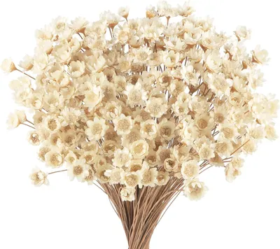 Produktbild von Trockenblumen 35 cm, 300 Stück, weiß, für Hochzeit