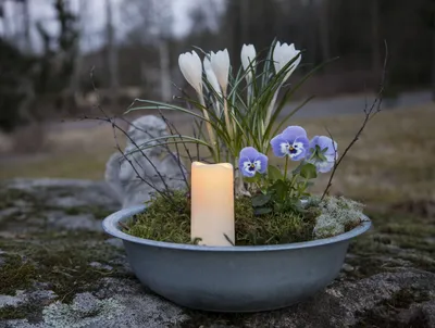 A decorative outdoor arrangement with a candle, white crocuses, and purple pansies in a grey bowl, placed on a mossy stone surface.