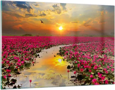 Produktbild von Bilder auf glas - See Blumen - 120x80cm - Glasbilder - Wandbilder - Bilder - Kunstdruck - zum Aufhängen bereit - Wanddekoration aus Glas - Glas Bilder - Wandbild auf Glas - Einteilig - GAA120x80-3769