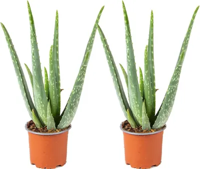 Produktbild von Bloomique - 2er Set - Aloe Vera Pflanze - Zimmerpflanzen - Sukkulenten - Sehr Pflegeleicht - Höhe 25-35 cm - Topf 10,5 cm