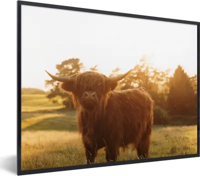 Produktbild von MuchoWow® Gerahmtes Poster Schottischer Hochländer - Gras - Sonne 80x60 cm - Poster mit Schwarzem Bilderrahmen Wandposter Rahmen Foto Bilder - Schwarzem - Mit Gestell