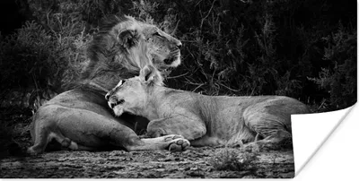 Produktbild von MuchoWow® Poster Löwen - Schwarz - Wilde Tiere 160x80 cm - Foto Poster