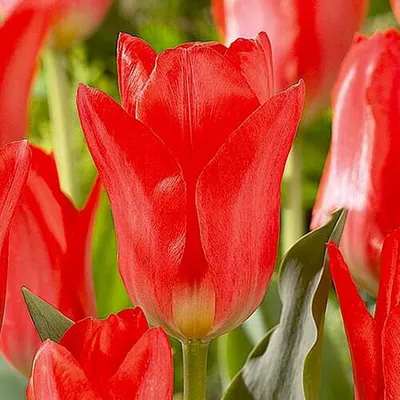 Produktbild von Niedrige pinkrosa Seerosen - Tulpen Spring Pearl Gr. 10/11 (10 Stück)