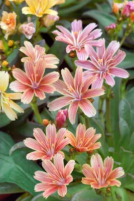 Produktbild von Lewisia longipetala 'Little Plum', rosa Blüten, ca. 9x9 cm Topf