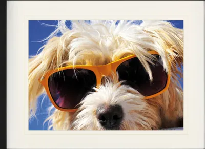 Produktbild von Hunde Gerahmtes Bild Mit Edlem Passepartout | Wand-Bilder | Im Bilderrahmen - Cooler Hund (60 x 80 cm)
