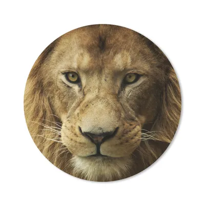 Produktbild von MuchoWow® Mauspad Mousepad Afrikanischer Löwe Porträt 30x30 cm - Mousepads - Maus Mat - Pad - Mausunterlage - Tischunterlage - Schreibtischmatten