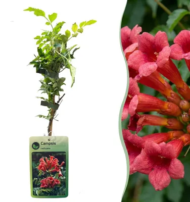 Produktbild von Green boutiQ - 2x Campsis radicans - Trompetenblume - Orange - Rot - Kletterpflanze - Ø9cm - ↕35cm
