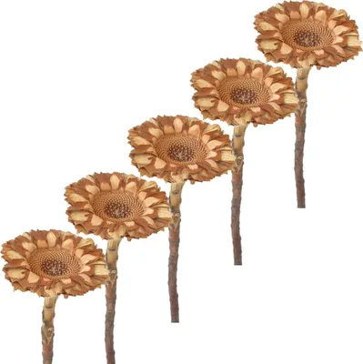 Immagine prodotto di Fiori secchi Protea set di 5 bouquet decorazione autunnale naturale 6,5 cm