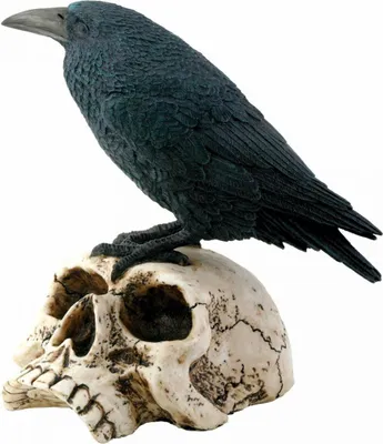 Produktbild von Schwarzer Rabe auf skelettiertem Totenkopf