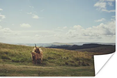 Produktbild von MuchoWow® Poster Schottische Highlander - Gras - Wolken - Tiere 180x120 cm - Fotoplakat