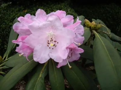 Produktbild von Wild Rhododendron / Alpenrose - Rhododendron sutchuenense 30-40cm